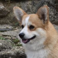 Portrait de Miledy Iron Hund